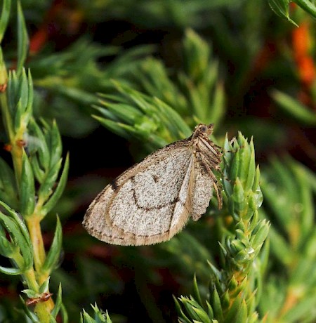 Juniper Carpet Thera juniperata