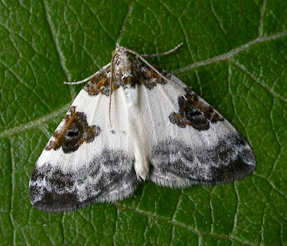 Adult &bull; Littleborough, Lancashire &bull; &copy; Ian Kimber