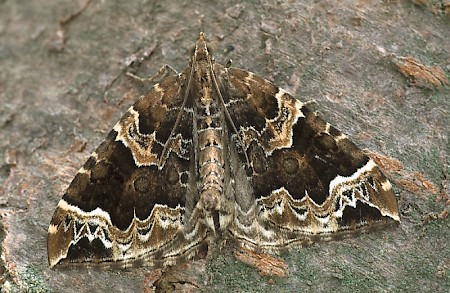 The Phoenix Eulithis prunata