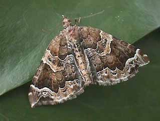 The Phoenix Eulithis prunata