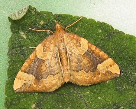 Northern Spinach Eulithis populata