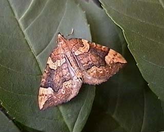 Northern Spinach Eulithis populata