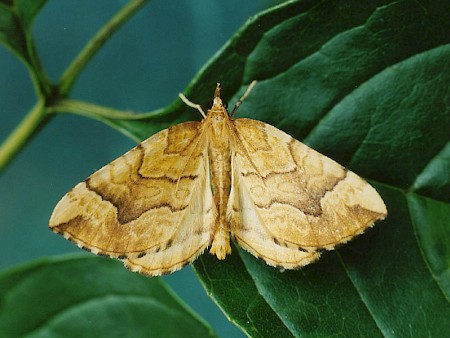 The Spinach Eulithis mellinata