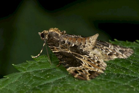 Small Phoenix Ecliptopera silaceata