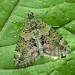 Adult • ex. Larva, Formby, Lancashire • © Ben Smart