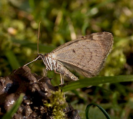 Red-green Carpet Chloroclysta siterata