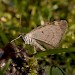 Adult (underside) • © Jeff Clarke