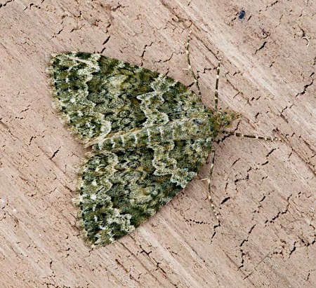 Autumn Green Carpet Chloroclysta miata