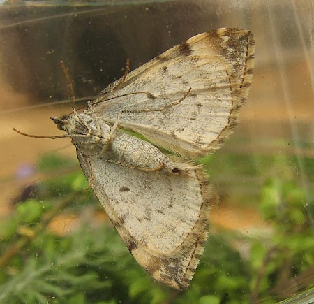 Common Marbled Carpet Dysstroma truncata