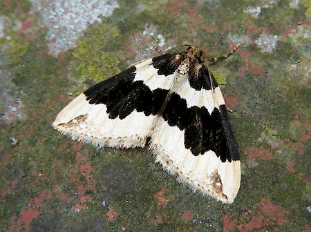 Water Carpet Lampropteryx suffumata