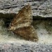 Adult, f. piceata • Kilmacolm, Inverclyde • © Neil Gregory