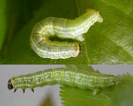 Northern Winter Moth Operophtera fagata