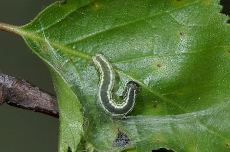 Northern Winter Moth Operophtera fagata