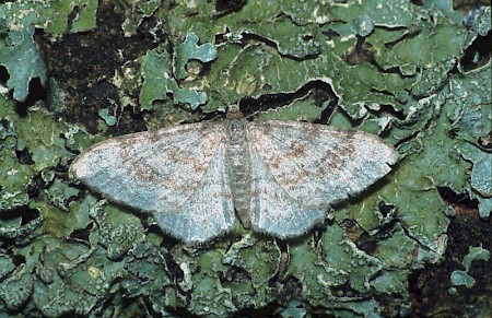 Waved Carpet Hydrelia sylvata