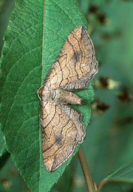 Slender-striped Rufous Coenocalpe lapidata