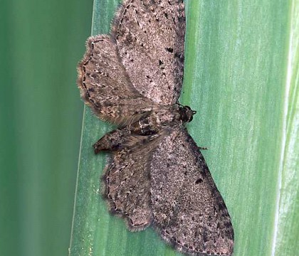 Adult &bull; Norfolk &bull; &copy; Roy Leverton