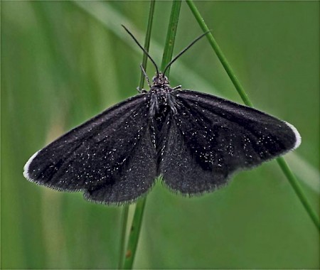 Chimney Sweeper Odezia atrata