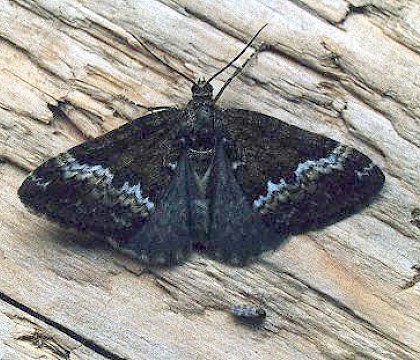 Adult &bull; Gower, Glamorgan &bull; &copy; David Painter