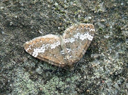 Small Rivulet Perizoma alchemillata