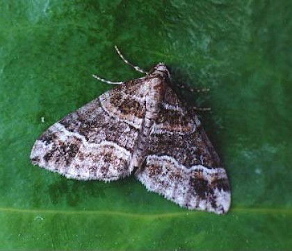 Adult &bull; Littleborough, Lancashire &bull; &copy; Ian Kimber