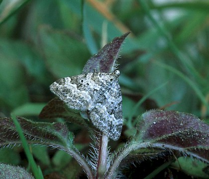 Adult &bull; Banffshire &bull; &copy; Roy Leverton
