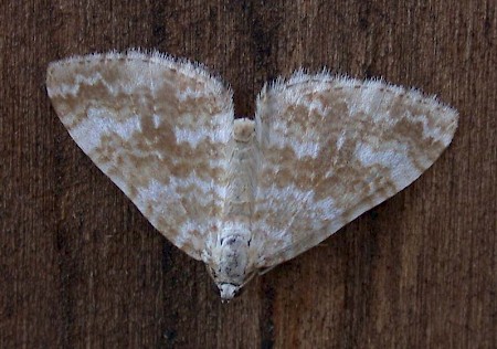 Sandy Carpet Perizoma flavofasciata