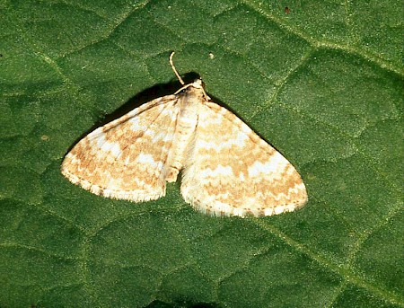 Sandy Carpet Perizoma flavofasciata