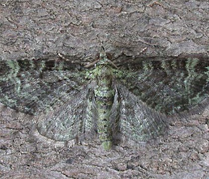 Adult &bull; Littleborough, Lancashire &bull; &copy; Ian Kimber
