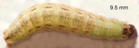 Slender Pug Eupithecia tenuiata