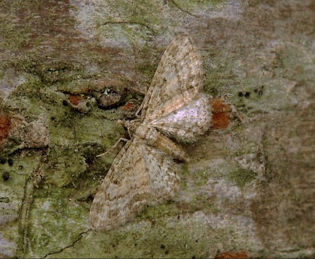 Maple Pug Eupithecia inturbata