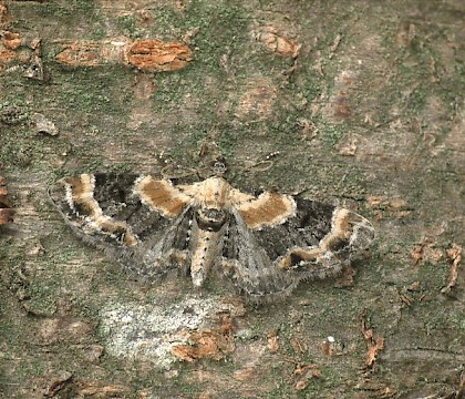 Adult &bull; Dorset &bull; &copy; Paul Harris