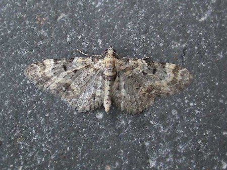 Foxglove Pug Eupithecia pulchellata