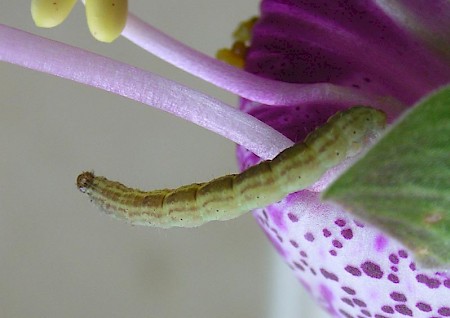 Foxglove Pug Eupithecia pulchellata