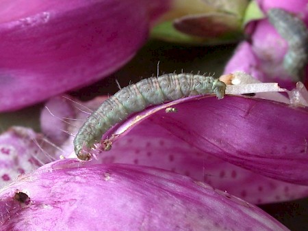 Foxglove Pug Eupithecia pulchellata