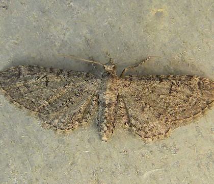 Adult &bull; Freshwater, Isle of Wight &bull; &copy; Sue Davies