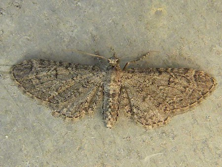 Channel Islands Pug Eupithecia ultimaria