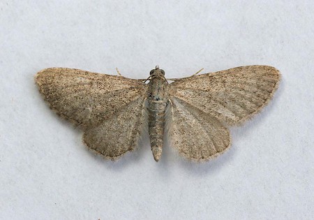 Lead-coloured Pug Eupithecia plumbeolata