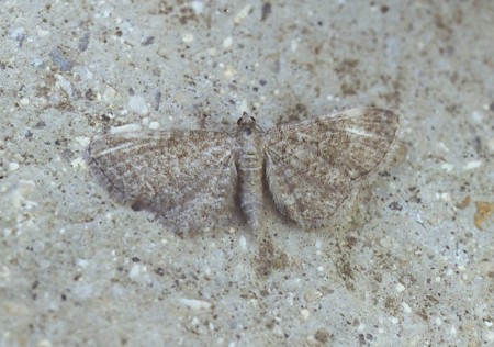 Lead-coloured Pug Eupithecia plumbeolata