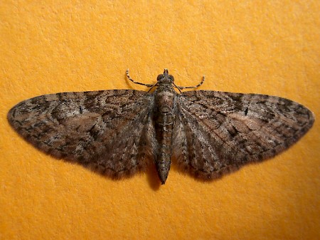 Brindled Pug Eupithecia abbreviata