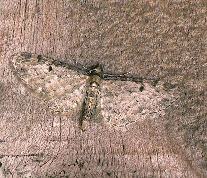 Adult &bull; Banffshire &bull; &copy; Roy Leverton