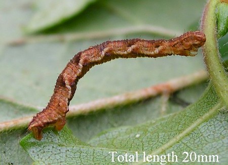 Golden-rod Pug Eupithecia virgaureata