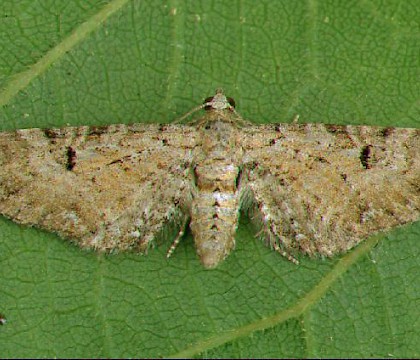 Adult &bull; Dorset &bull; &copy; Paul Harris