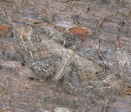 Adult &bull; Dorset &bull; &copy; Paul Harris