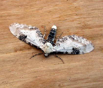 Adult &bull; Littleborough, Lancashire &bull; &copy; Ian Kimber