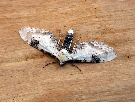 Lime-speck Pug Eupithecia centaureata