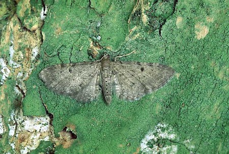 Triple-spotted Pug Eupithecia trisignaria