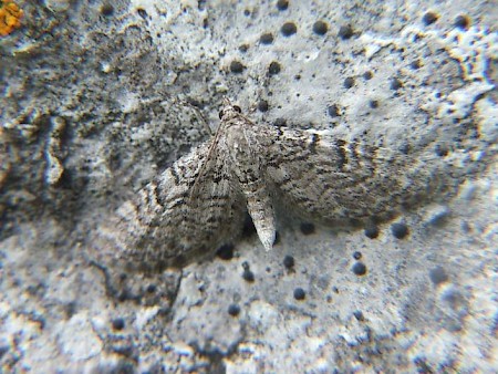 Freyer's Pug Eupithecia intricata