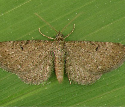 Adult &bull; Dorset &bull; &copy; Paul Harris