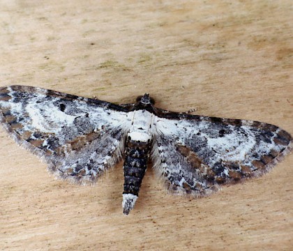 Adult &bull; Littleborough, Lancashire &bull; &copy; Ian Kimber