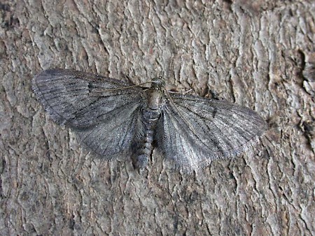 Grey Pug Eupithecia subfuscata